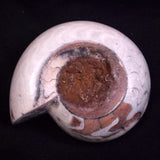 AMMONITE, East Timor XAT046
