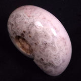 AMMONITE, East Timor XAT046