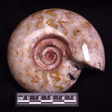 AMMONITE, East Timor XAT047