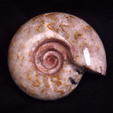 AMMONITE, East Timor XAT047