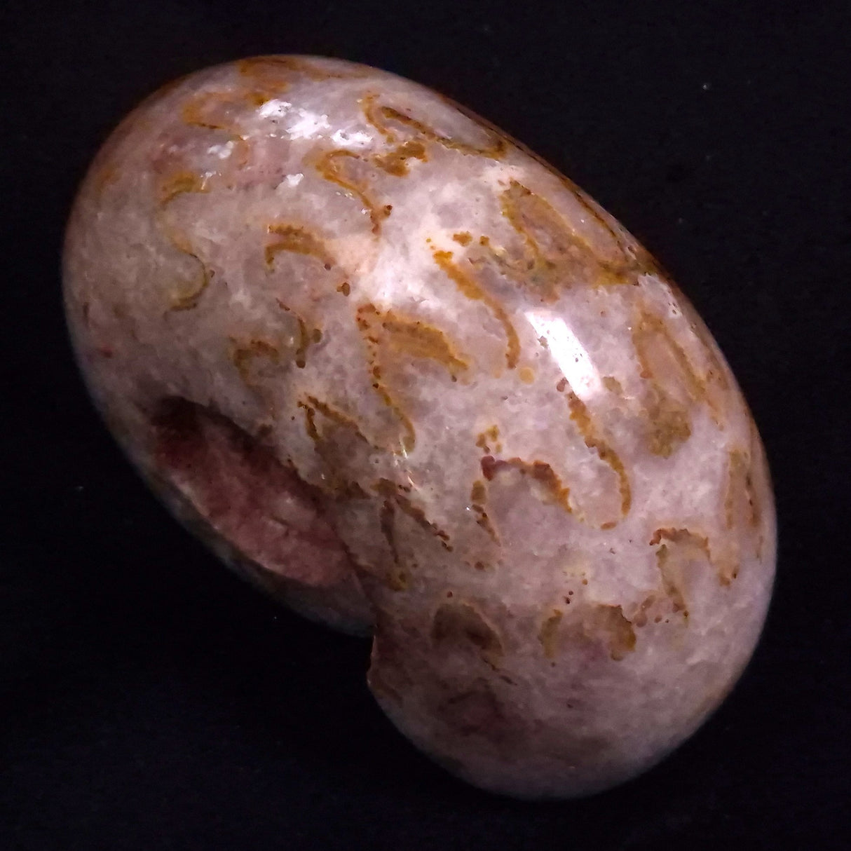 AMMONITE, East Timor XAT047