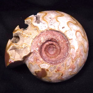 View All Marine Fossils