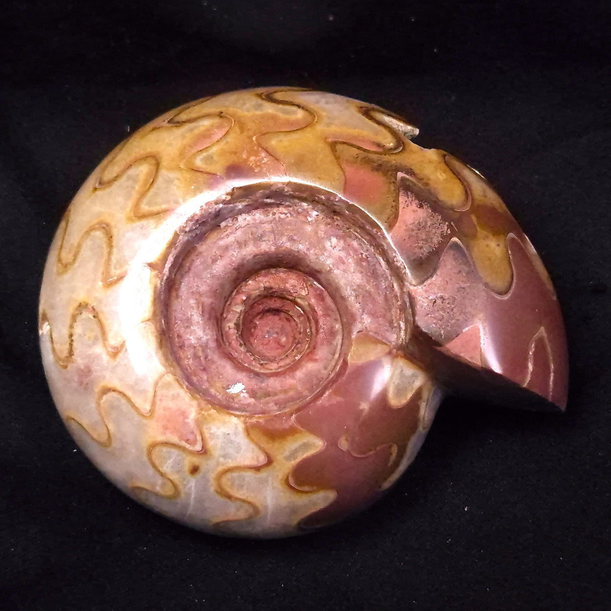 AMMONITE, East Timor XAT048