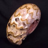 AMMONITE, East Timor XAT048