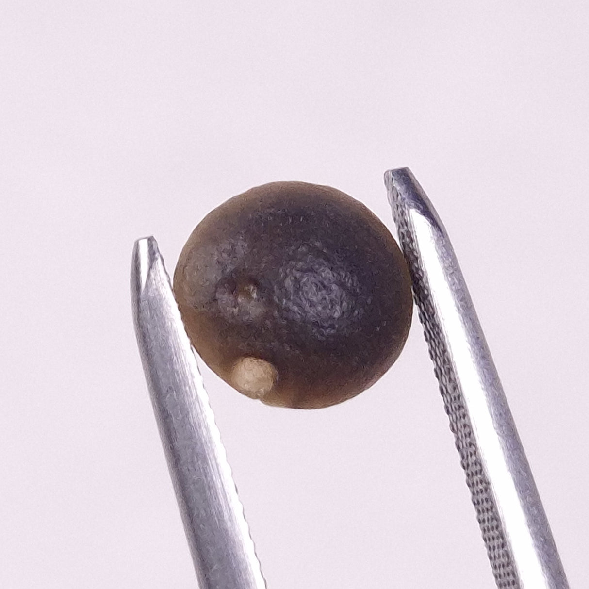 AUSTRALITE TEKTITE, Western Australia YSC102