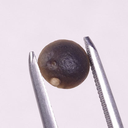 AUSTRALITE TEKTITE, Western Australia YSC102