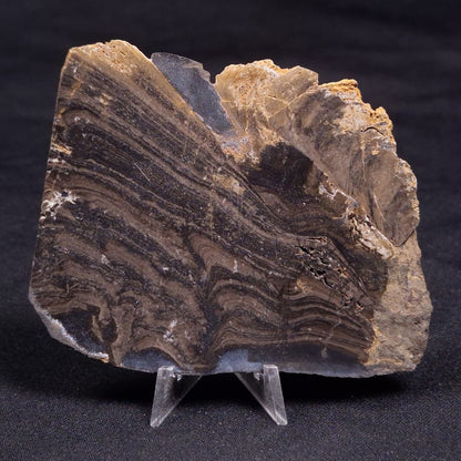 HORSE TOOTH STROMATOLITE, Devonian, Scotland ZHT015