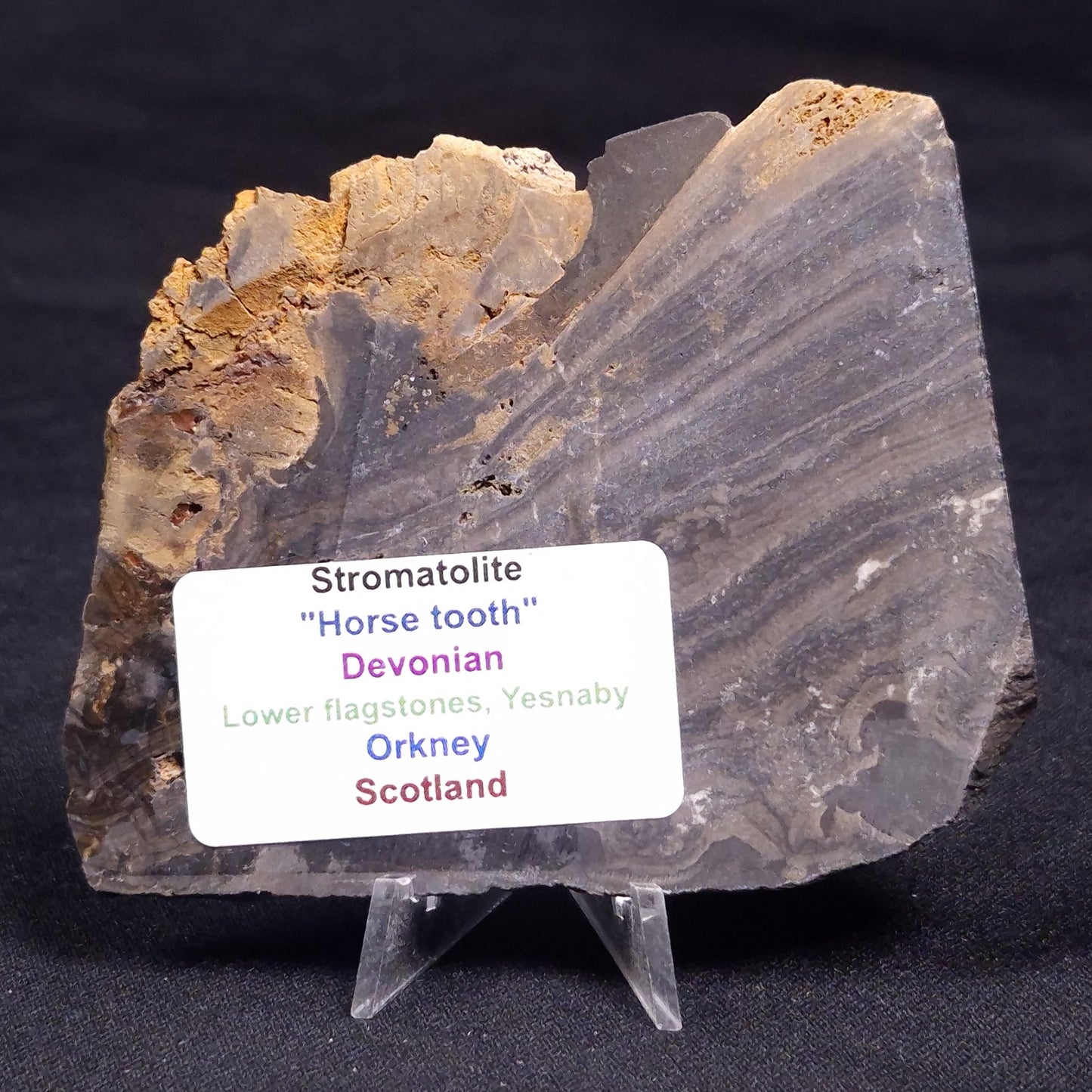 HORSE TOOTH STROMATOLITE, Devonian, Scotland ZHT015