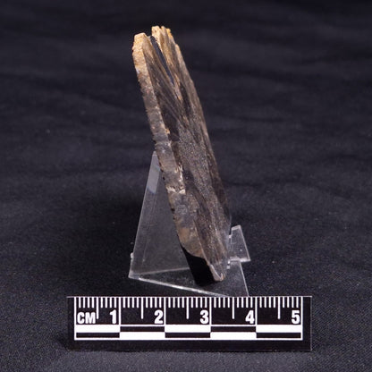 HORSE TOOTH STROMATOLITE, Devonian, Scotland ZHT015