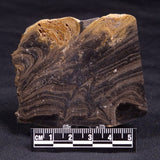HORSE TOOTH STROMATOLITE, Devonian, Scotland ZHT016