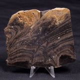 HORSE TOOTH STROMATOLITE, Devonian, Scotland ZHT016