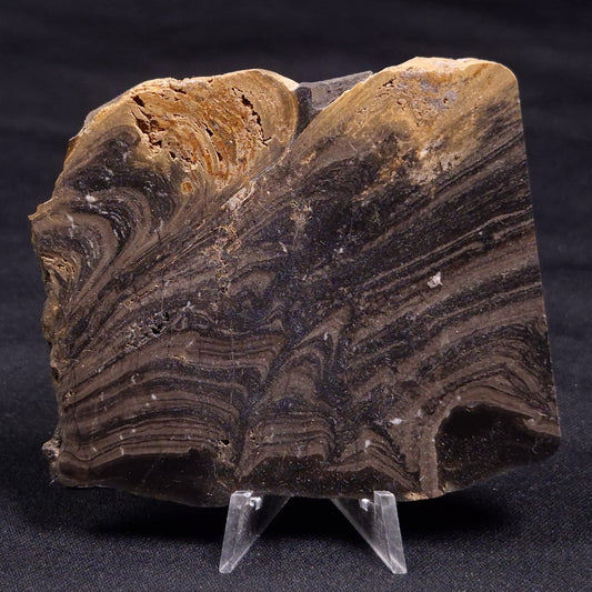 HORSE TOOTH STROMATOLITE, Devonian, Scotland ZHT016