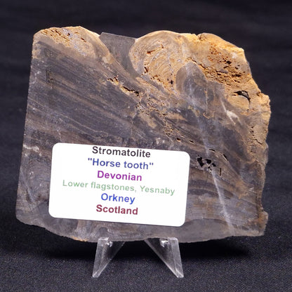 HORSE TOOTH STROMATOLITE, Devonian, Scotland ZHT016
