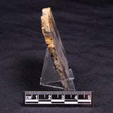 HORSE TOOTH STROMATOLITE, Devonian, Scotland ZHT016