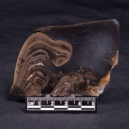HORSE TOOTH STROMATOLITE, Devonian, Scotland ZHT017