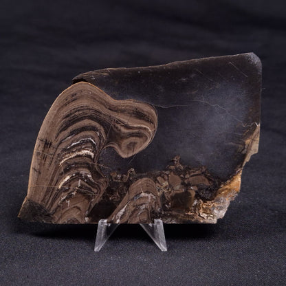 HORSE TOOTH STROMATOLITE, Devonian, Scotland ZHT017