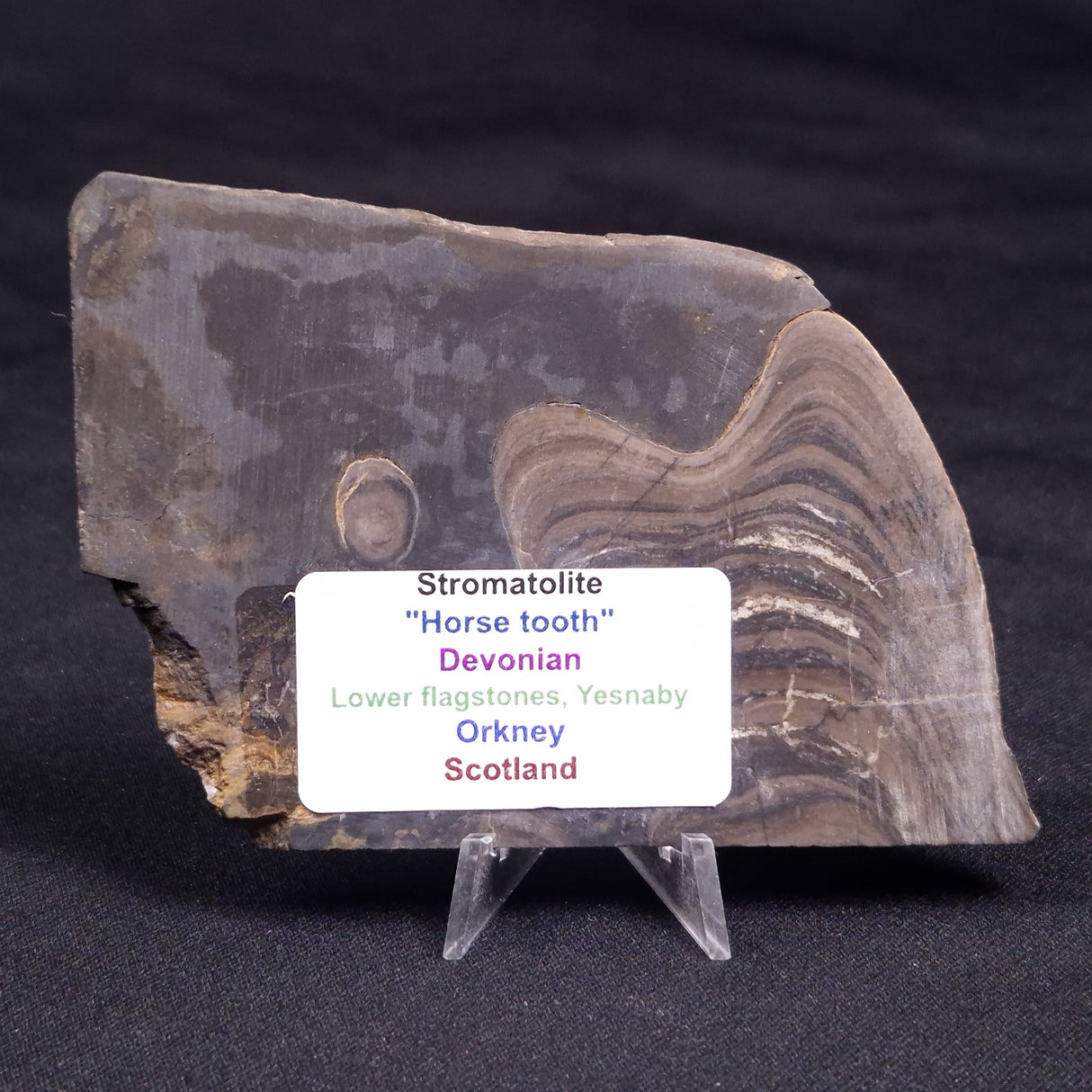 HORSE TOOTH STROMATOLITE, Devonian, Scotland ZHT017