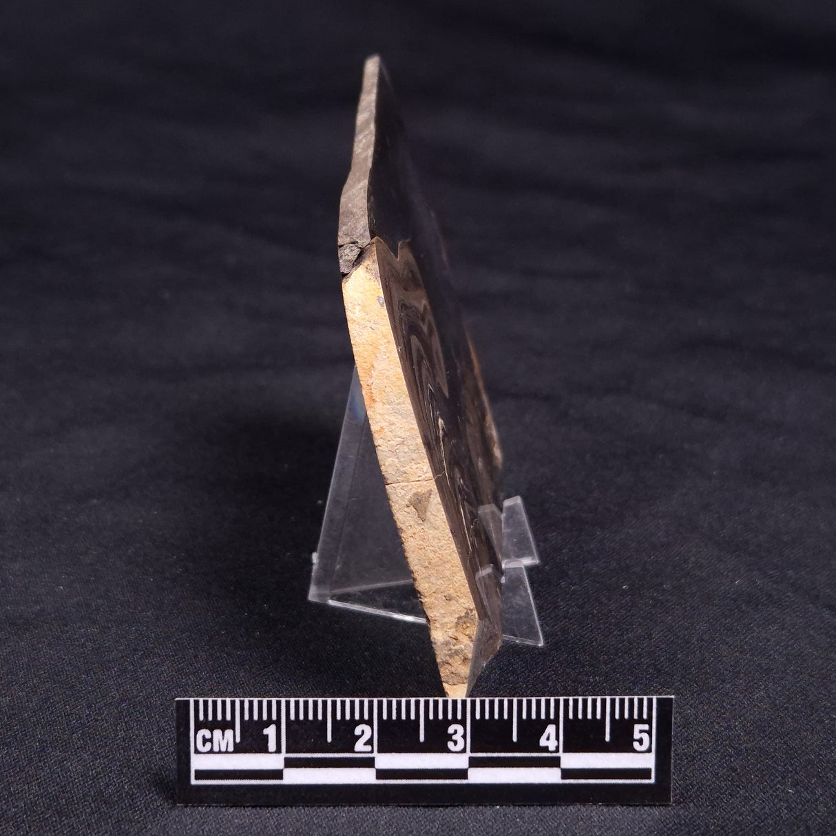 HORSE TOOTH STROMATOLITE, Devonian, Scotland ZHT017