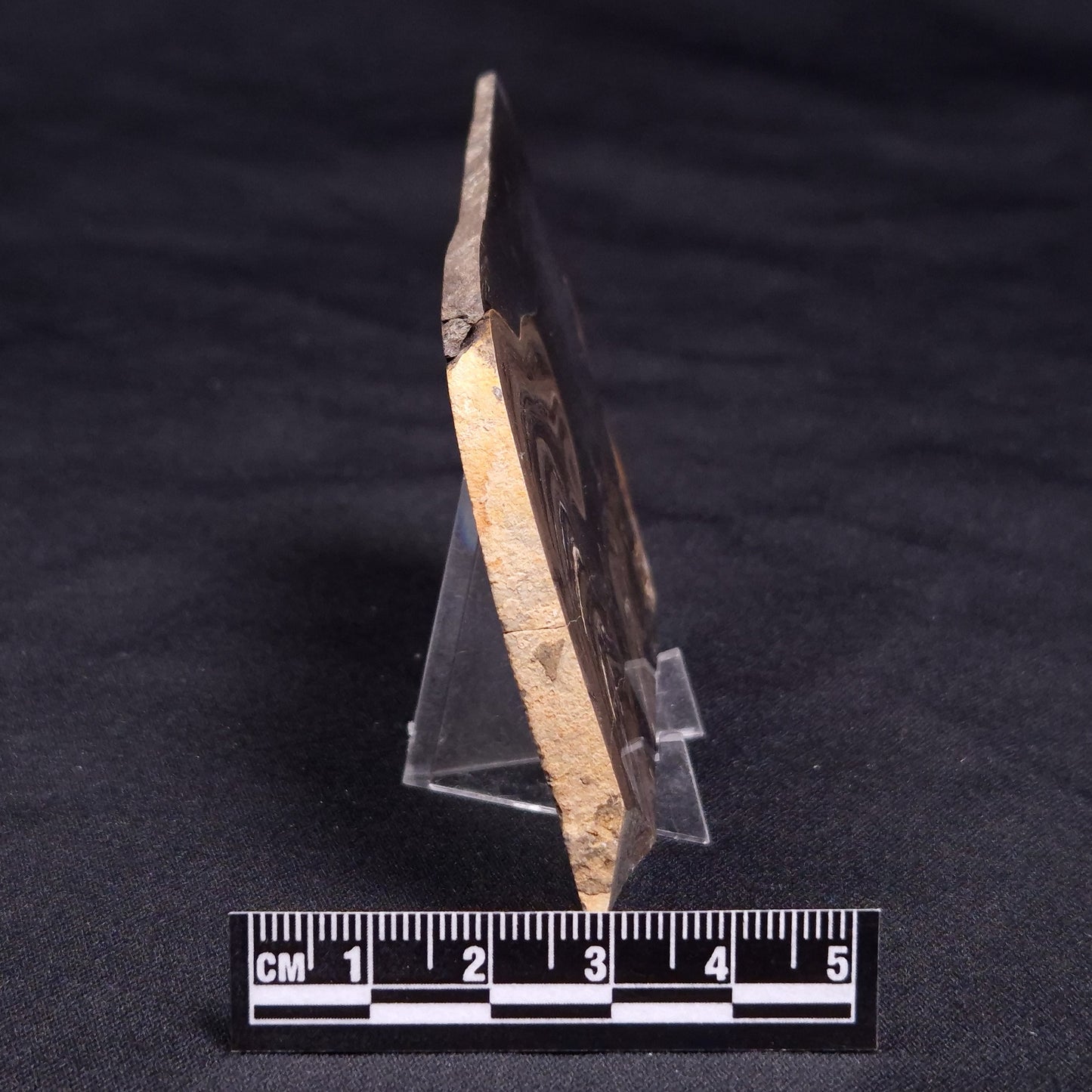 HORSE TOOTH STROMATOLITE, Devonian, Scotland ZHT017