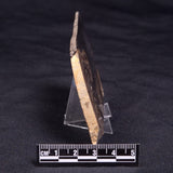 HORSE TOOTH STROMATOLITE, Devonian, Scotland ZHT017