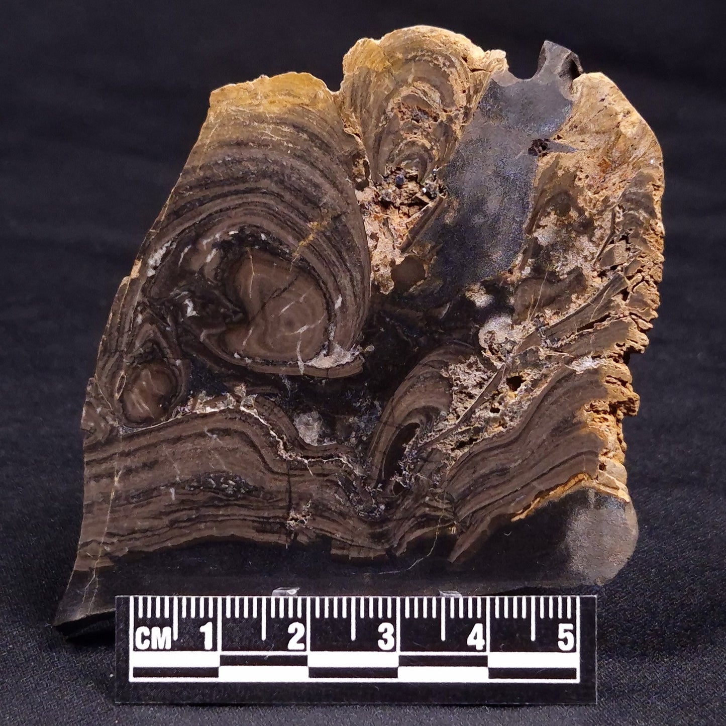 HORSE TOOTH STROMATOLITE, Devonian, Scotland ZHT019