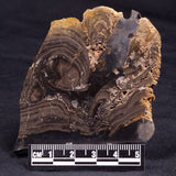 HORSE TOOTH STROMATOLITE, Devonian, Scotland ZHT019