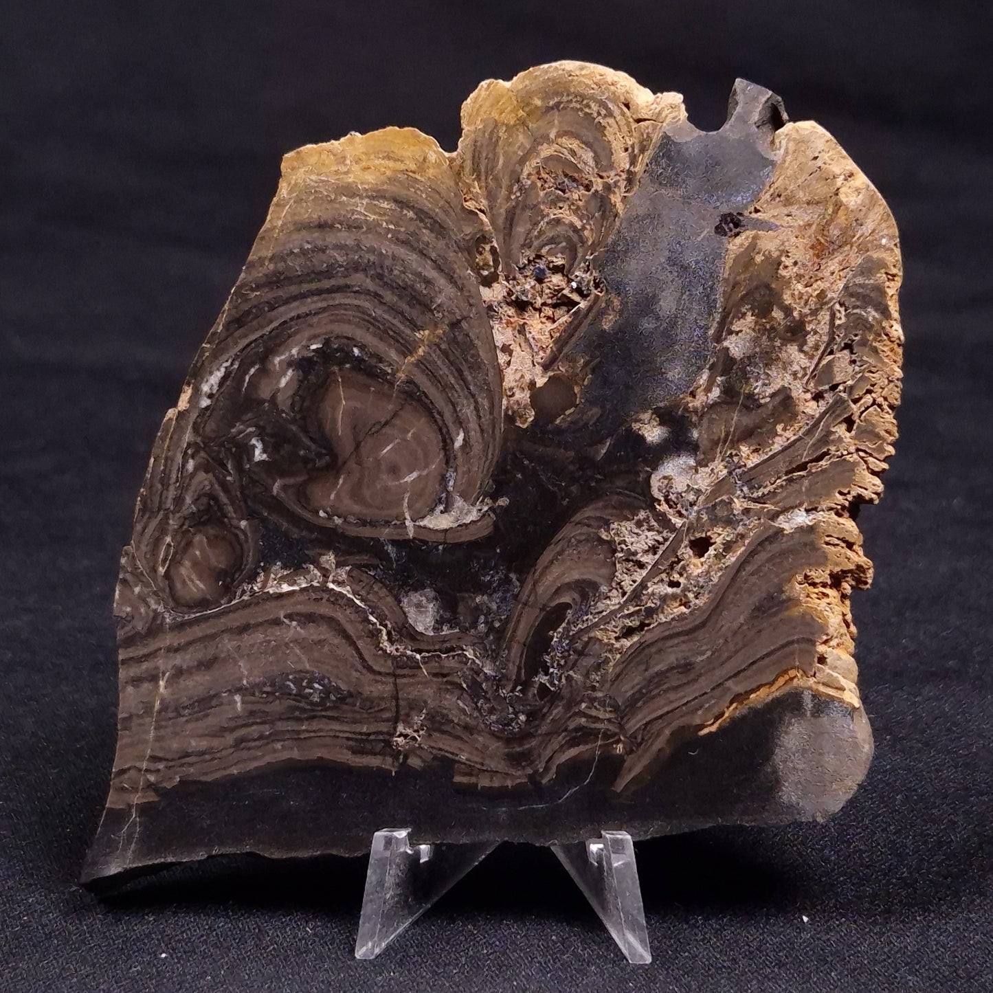 HORSE TOOTH STROMATOLITE, Devonian, Scotland ZHT019