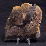 HORSE TOOTH STROMATOLITE, Devonian, Scotland ZHT019