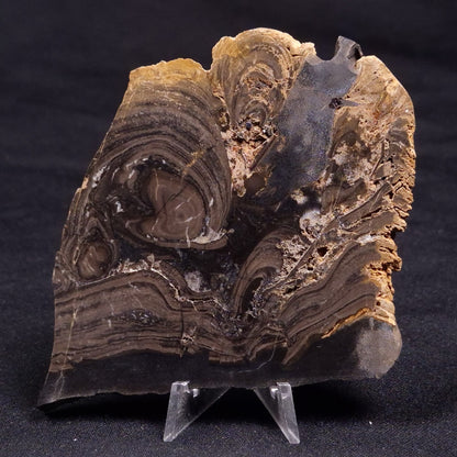 HORSE TOOTH STROMATOLITE, Devonian, Scotland ZHT019