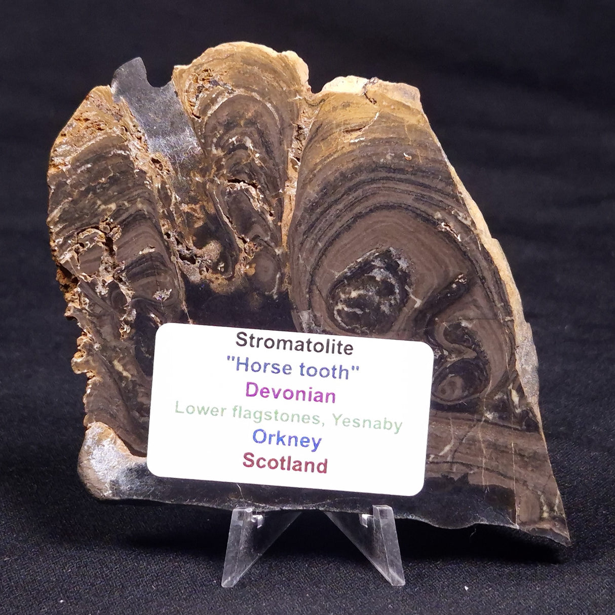 HORSE TOOTH STROMATOLITE, Devonian, Scotland ZHT019