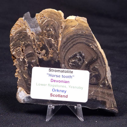 HORSE TOOTH STROMATOLITE, Devonian, Scotland ZHT019