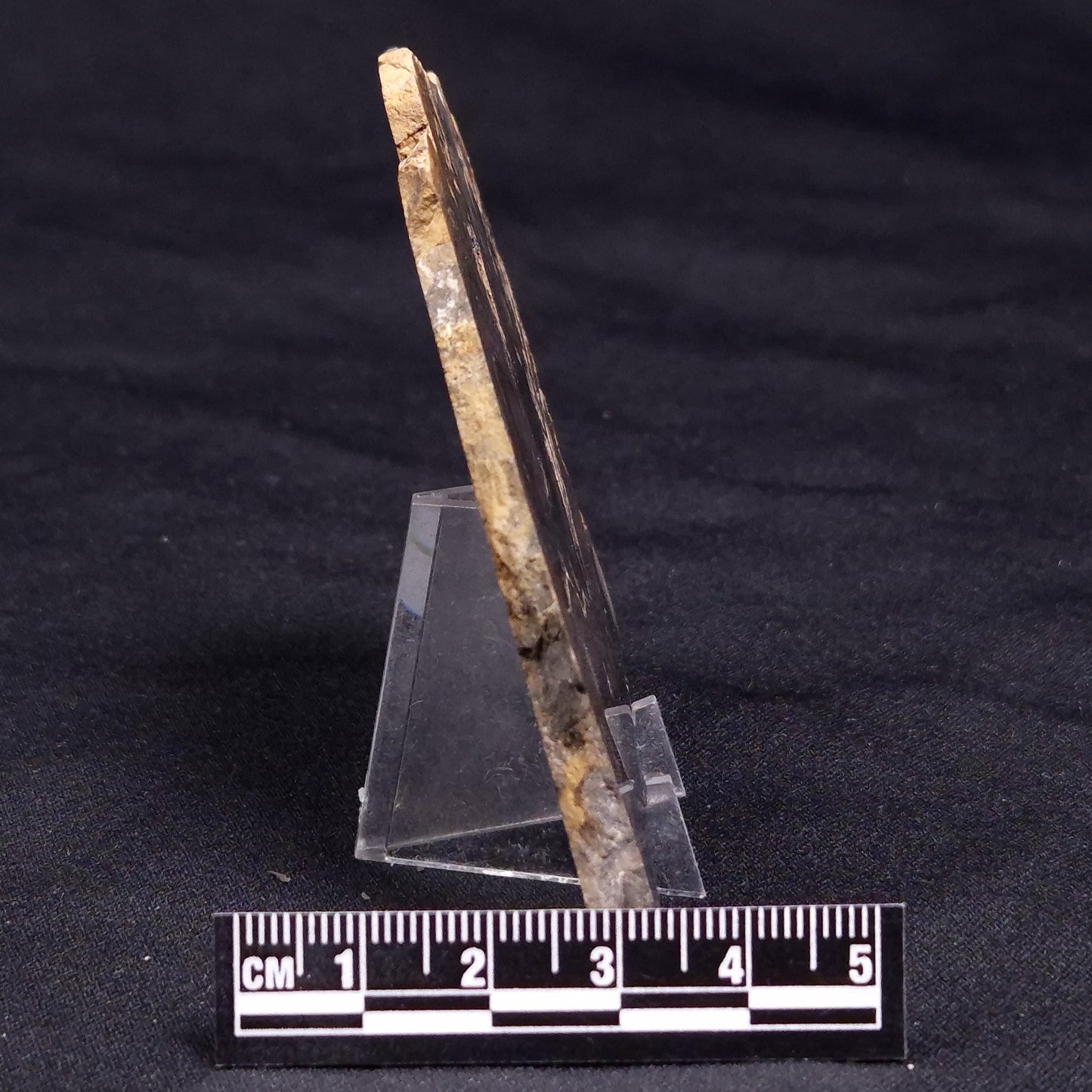 HORSE TOOTH STROMATOLITE, Devonian, Scotland ZHT019