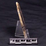 HORSE TOOTH STROMATOLITE, Devonian, Scotland ZHT019