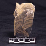 HORSE TOOTH STROMATOLITE, Devonian, Scotland ZHT020