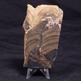 HORSE TOOTH STROMATOLITE, Devonian, Scotland ZHT020