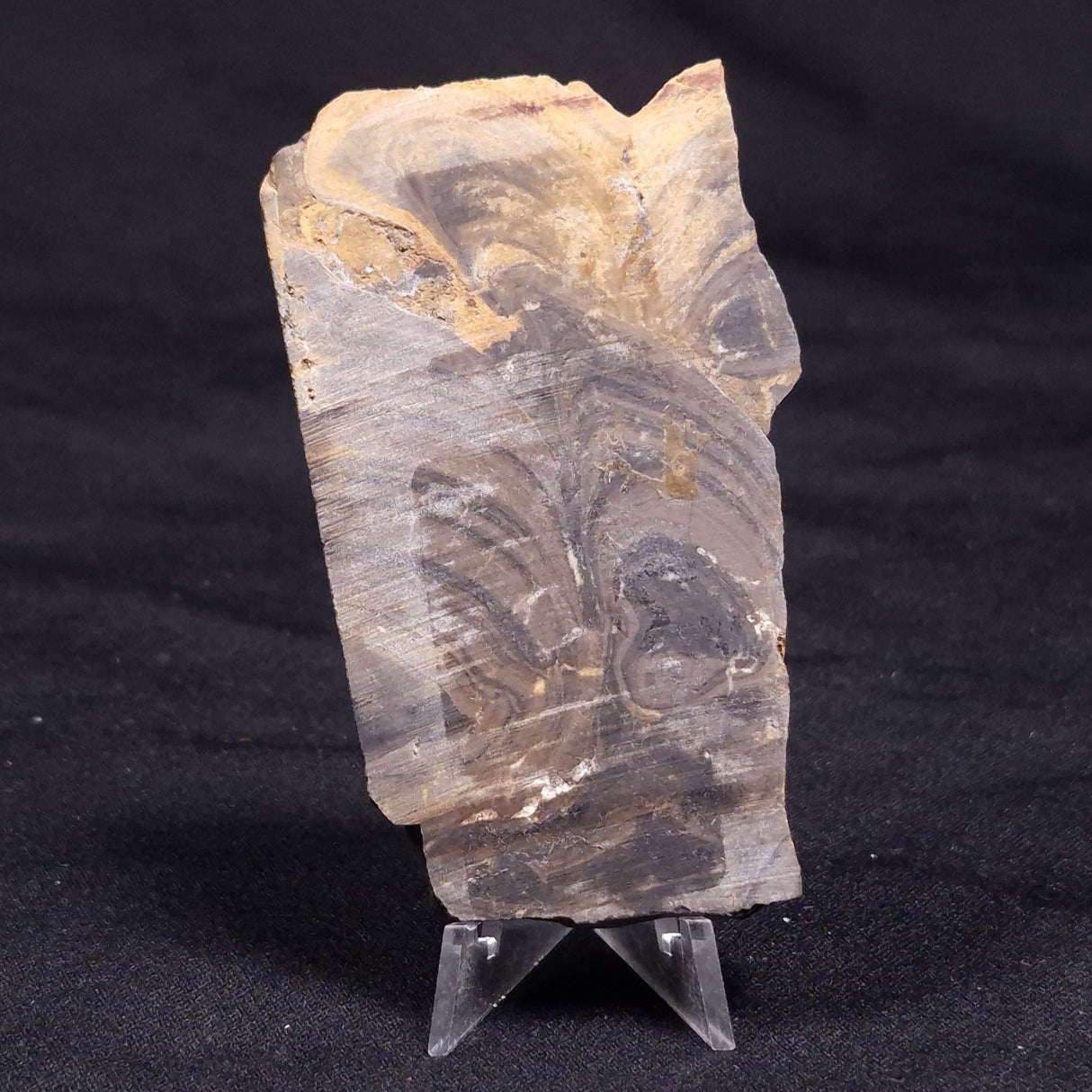 HORSE TOOTH STROMATOLITE, Devonian, Scotland ZHT020