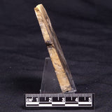 HORSE TOOTH STROMATOLITE, Devonian, Scotland ZHT020
