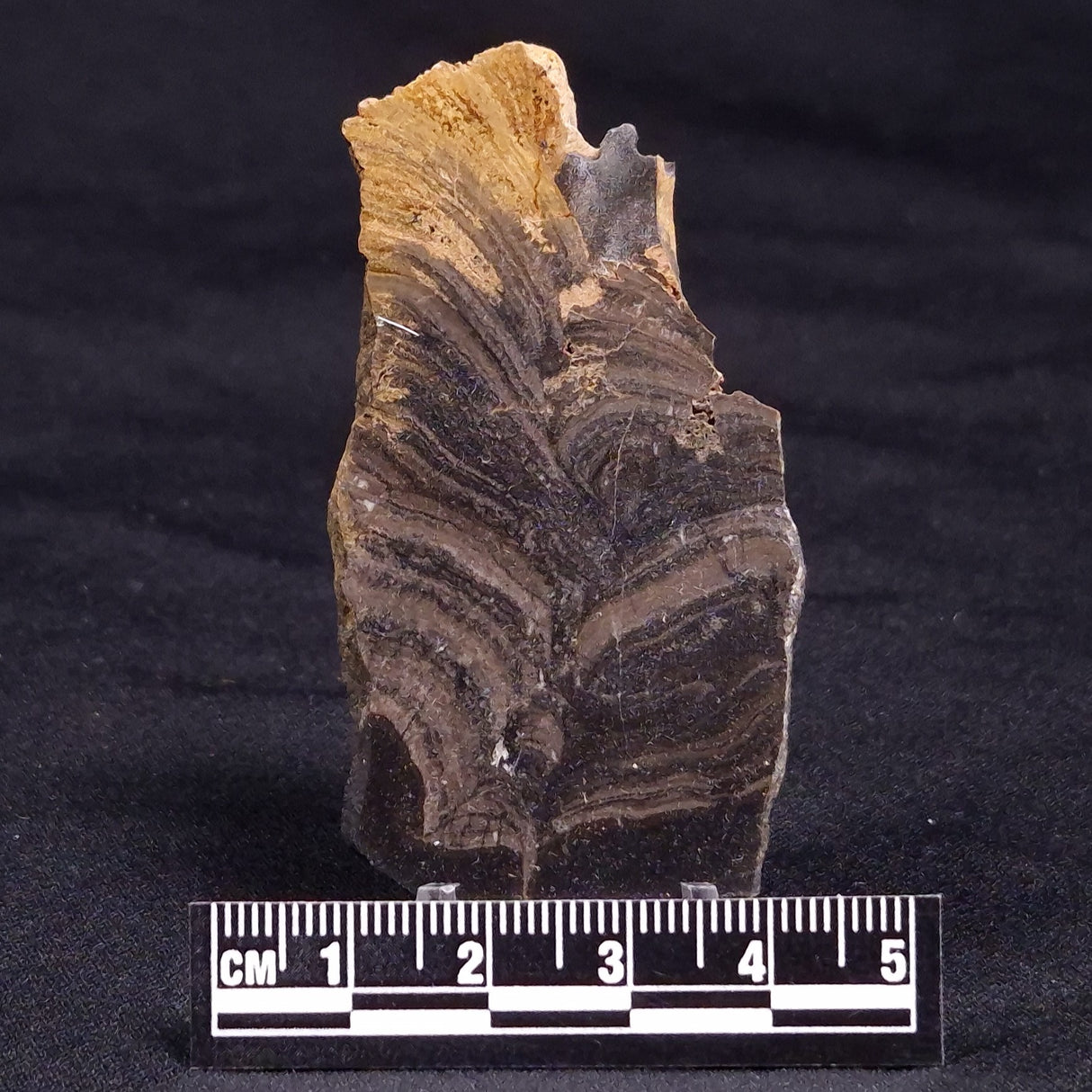 HORSE TOOTH STROMATOLITE, Devonian, Scotland ZHT021