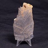 HORSE TOOTH STROMATOLITE, Devonian, Scotland ZHT021