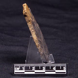 HORSE TOOTH STROMATOLITE, Devonian, Scotland ZHT021