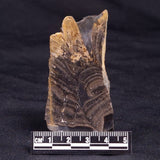 HORSE TOOTH STROMATOLITE, Devonian, Scotland ZHT022