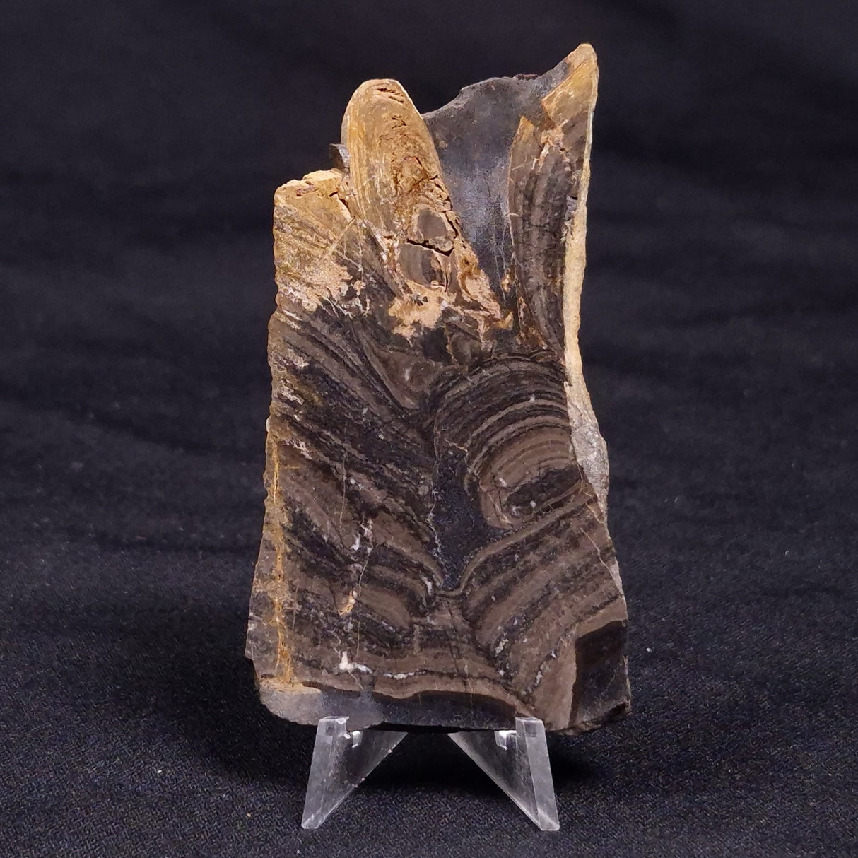 HORSE TOOTH STROMATOLITE, Devonian, Scotland ZHT022