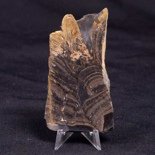 HORSE TOOTH STROMATOLITE, Devonian, Scotland ZHT022