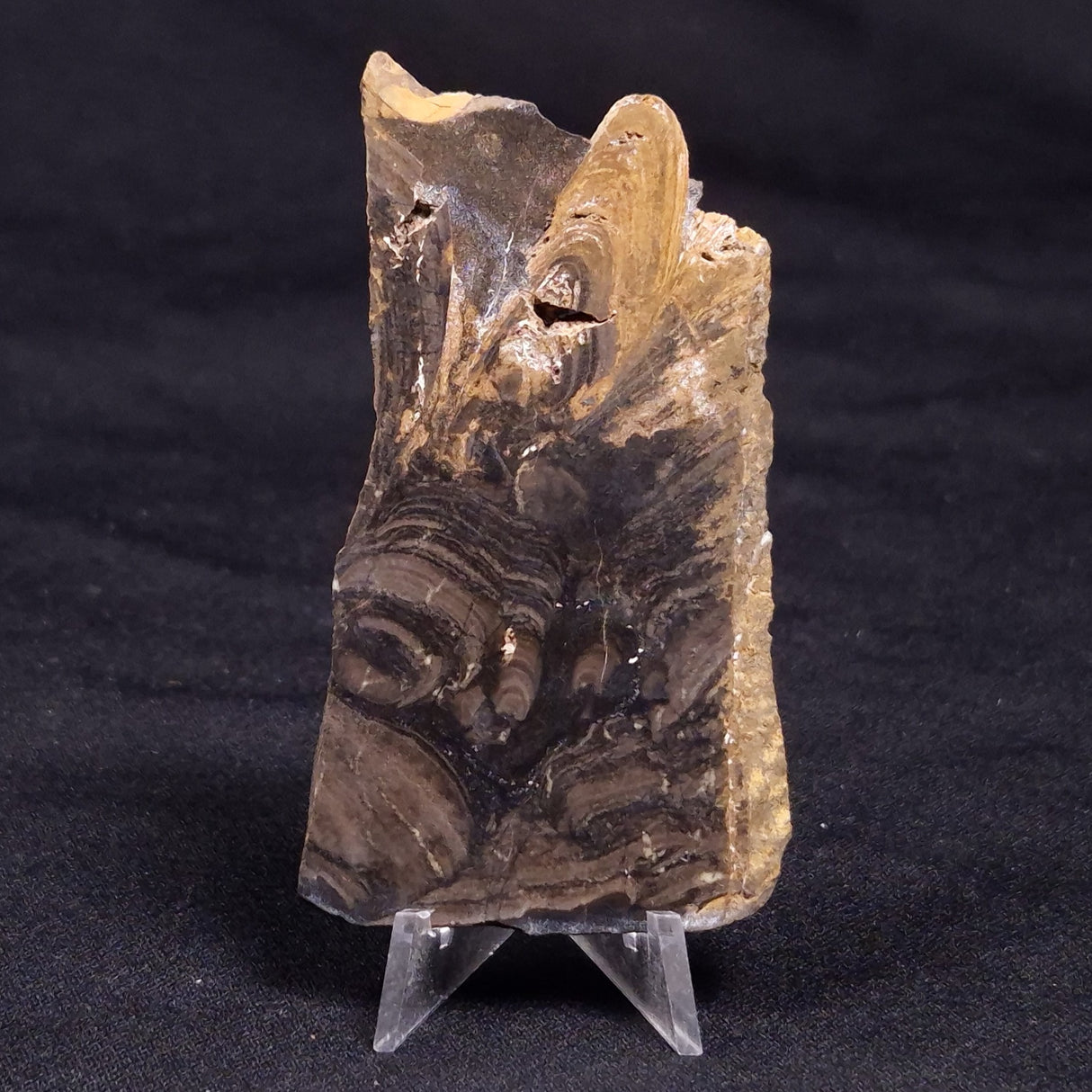 HORSE TOOTH STROMATOLITE, Devonian, Scotland ZHT022