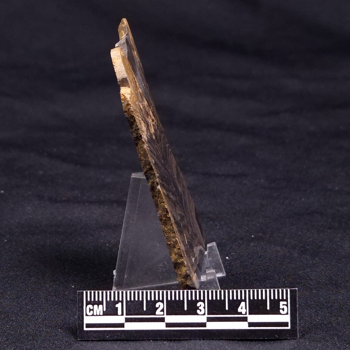 HORSE TOOTH STROMATOLITE, Devonian, Scotland ZHT022