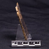 HORSE TOOTH STROMATOLITE, Devonian, Scotland ZHT022