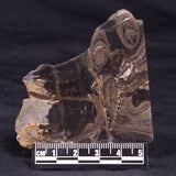 HORSE TOOTH STROMATOLITE, Devonian, Scotland ZHT023