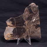 HORSE TOOTH STROMATOLITE, Devonian, Scotland ZHT023