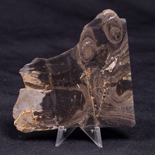 HORSE TOOTH STROMATOLITE, Devonian, Scotland ZHT023