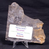 HORSE TOOTH STROMATOLITE, Devonian, Scotland ZHT023